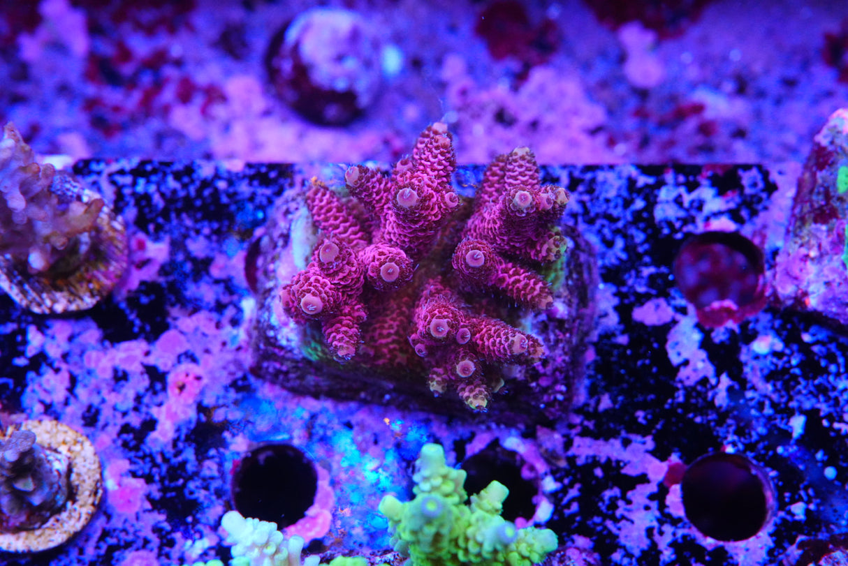 Acropora