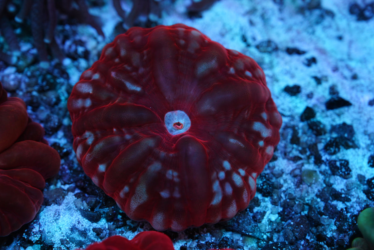 Red cynarina