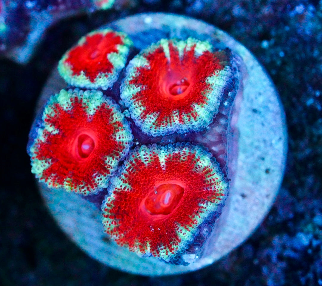 Cultured aussie acan