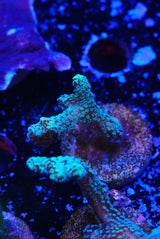 Hystrix birds nest