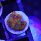 Rainbow Acan