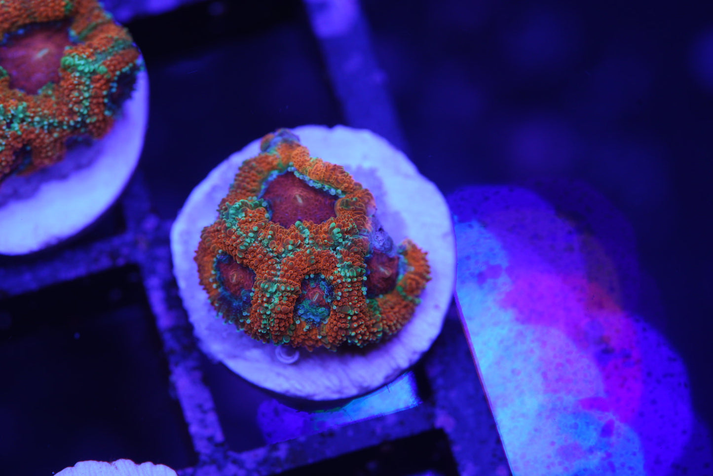 Rainbow Acan