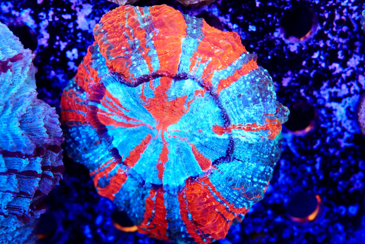 Rainbow Acanthos