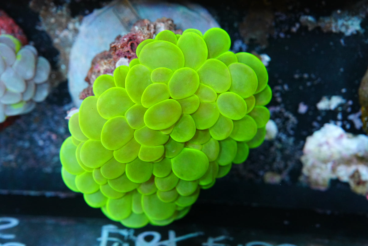 Toxic green bubble coral