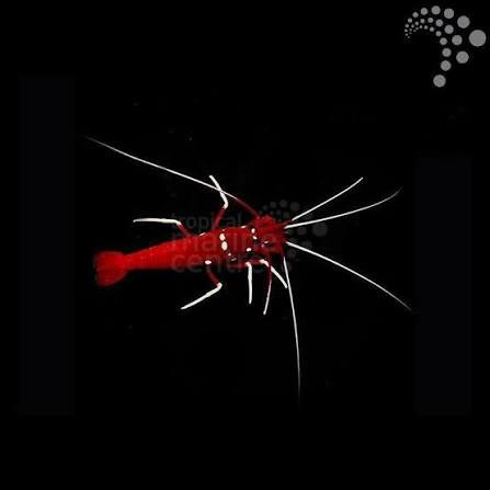 Blood/Fire shrimp