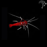 Blood/Fire shrimp