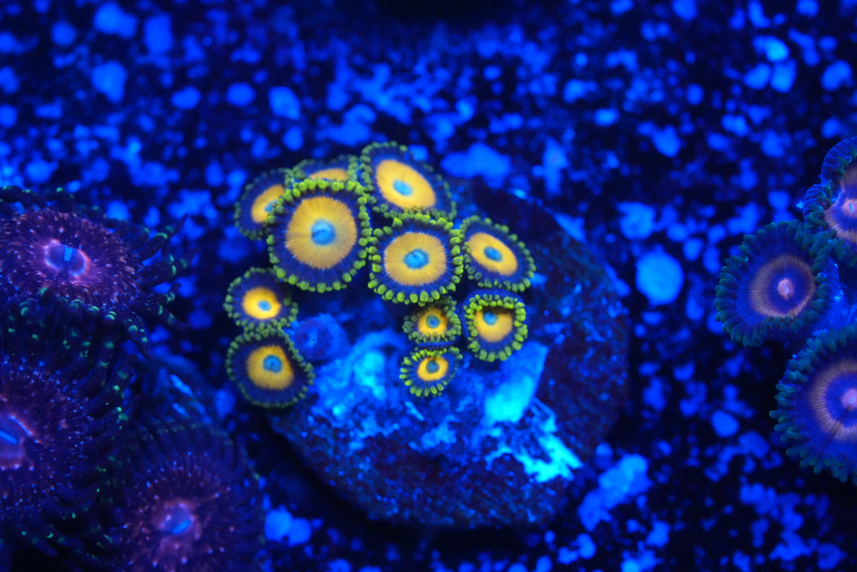 scrambled egg zoa
