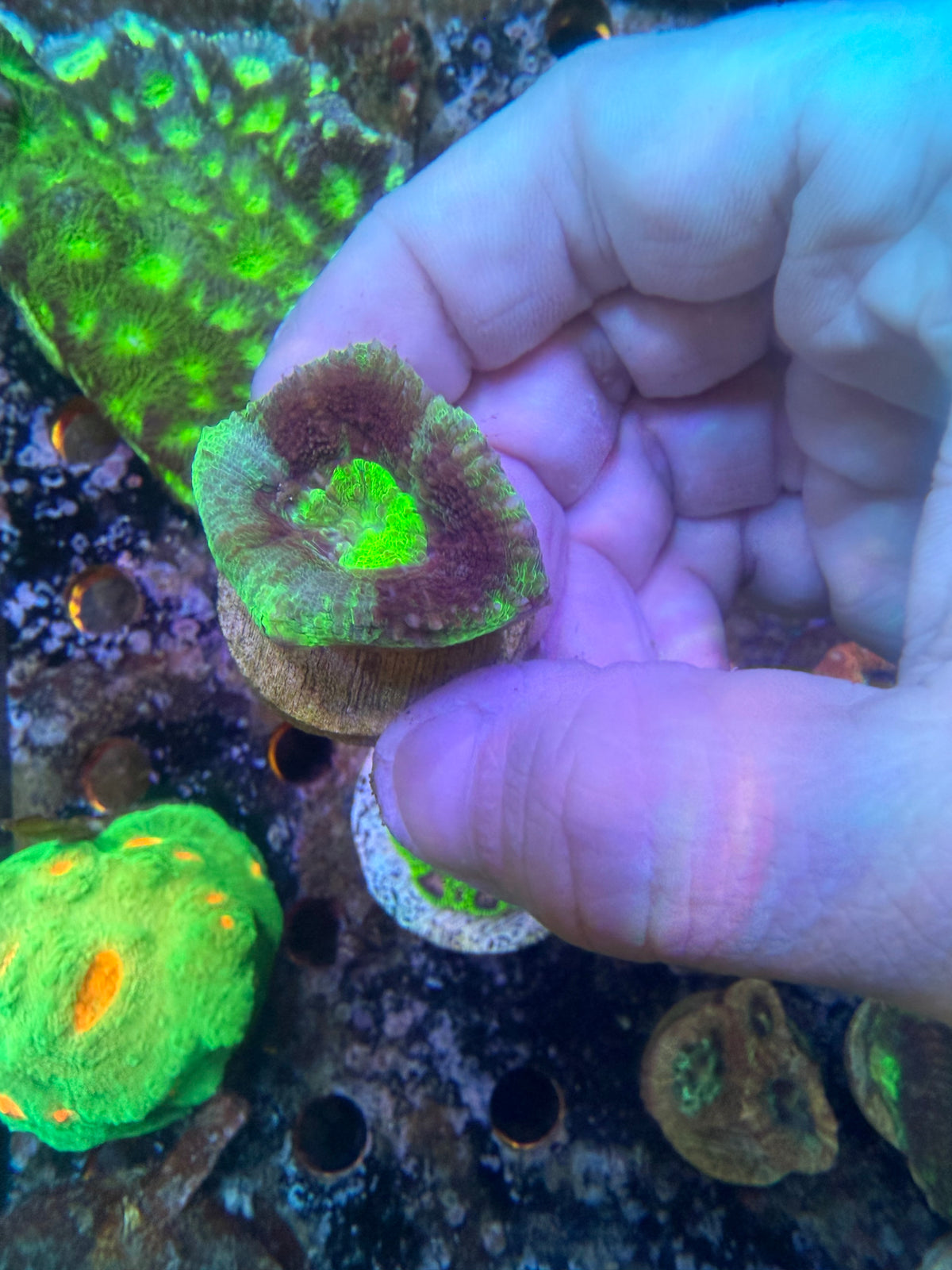 acan bowerbanki