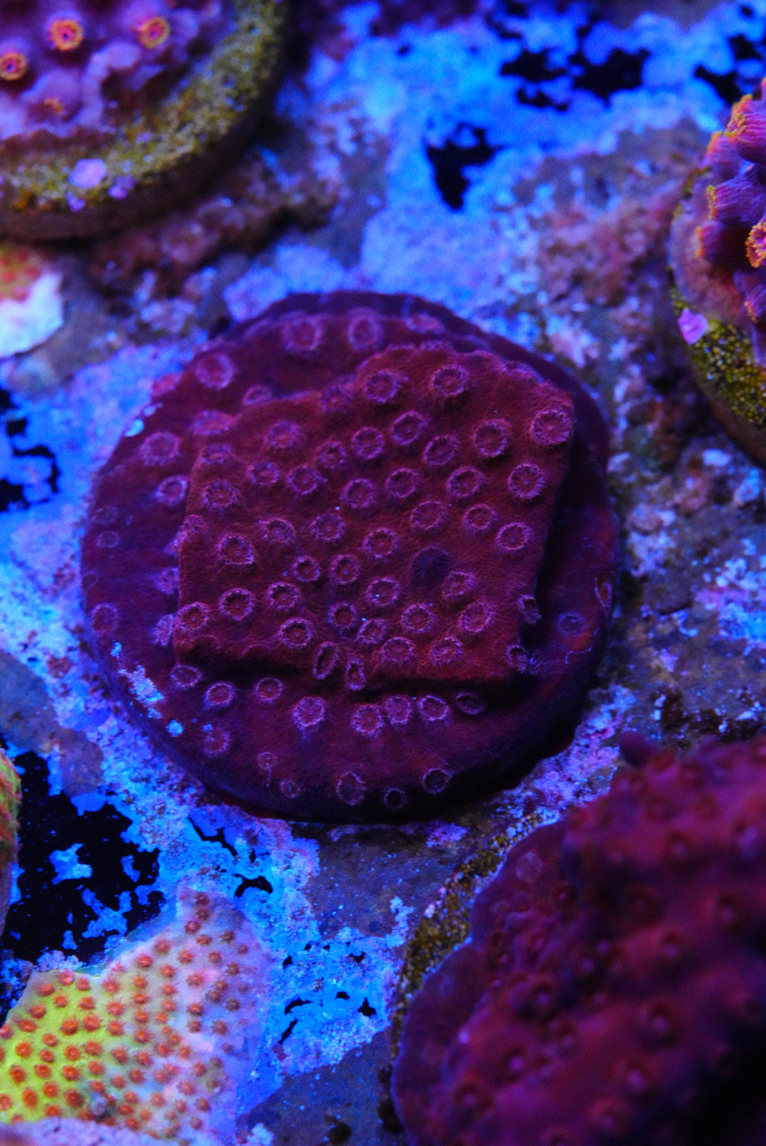 Blood lust Cyphastrea