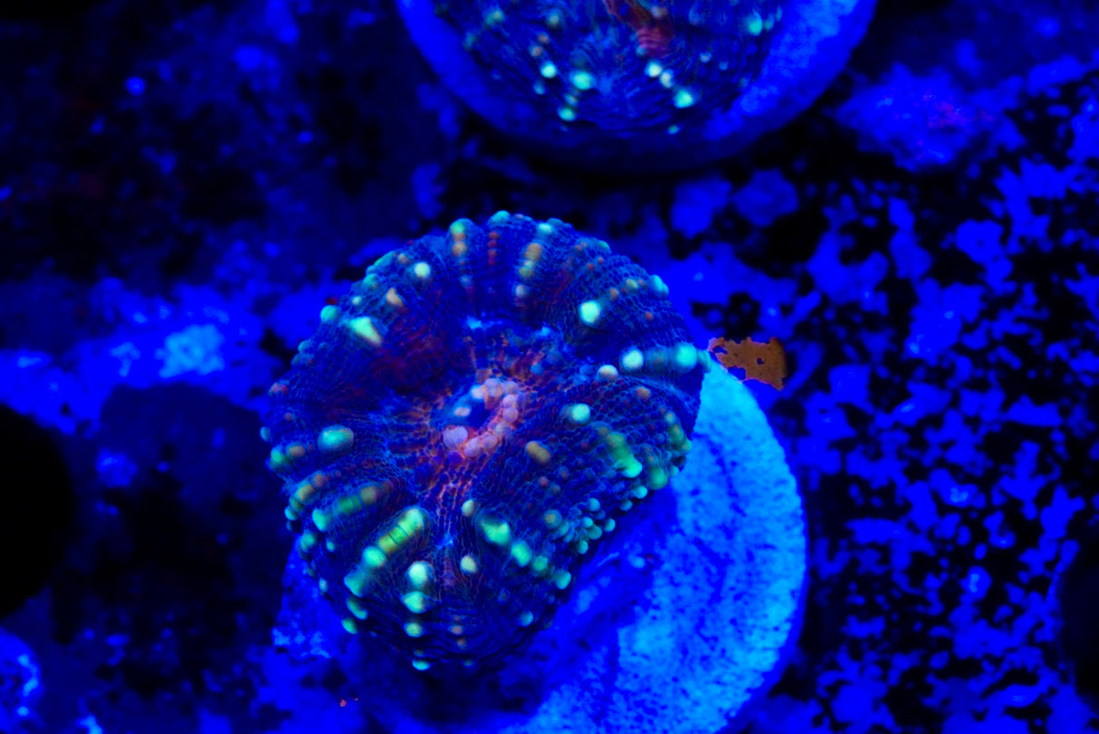 lobophyllia frags