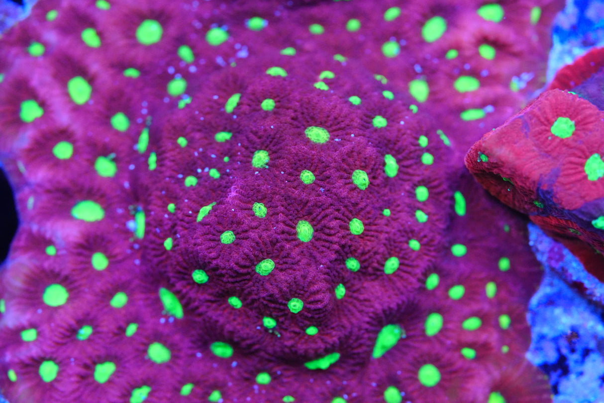WAR CORAL FAVIA