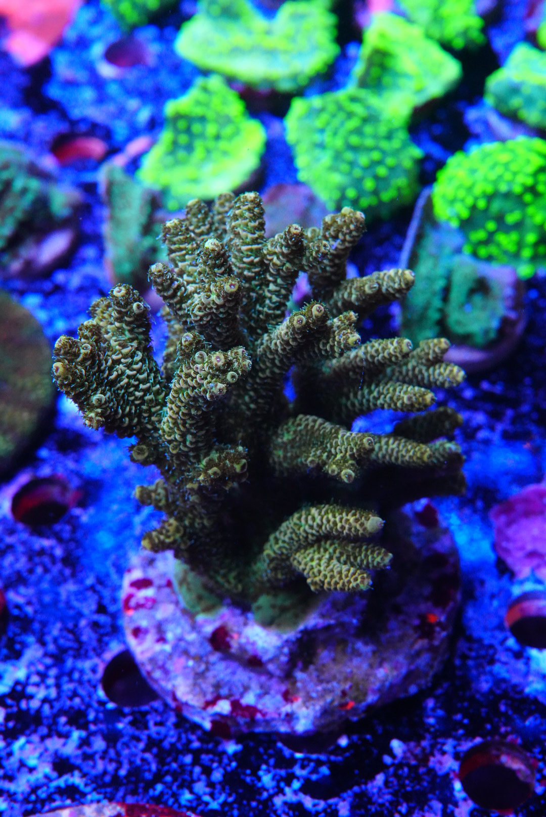 Acropora