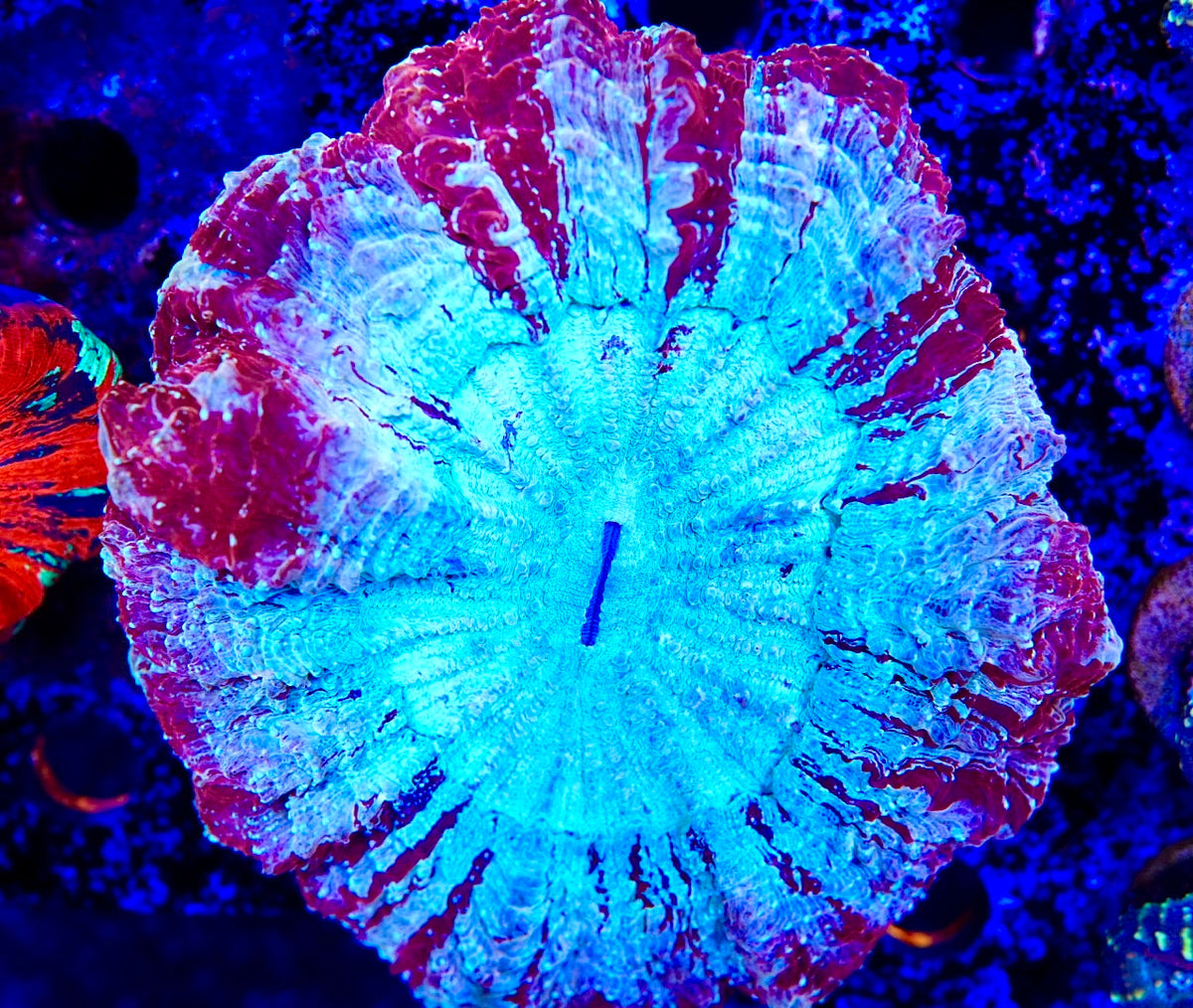 Acanthos