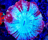 Acanthos