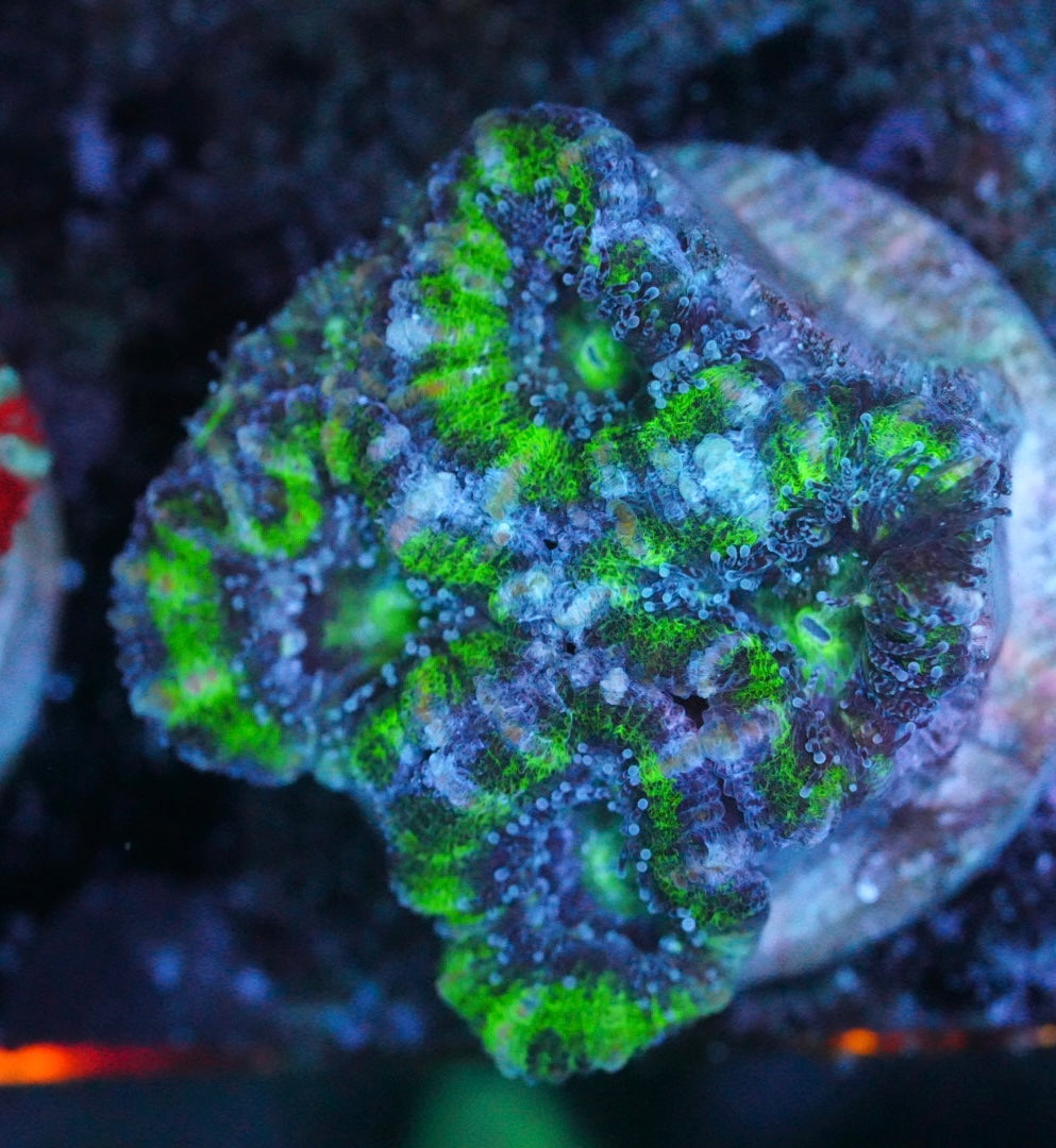 Cultured aussie acan