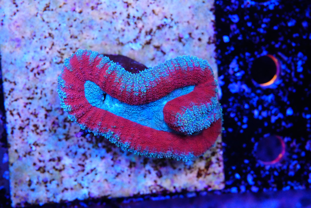 lobophyllia