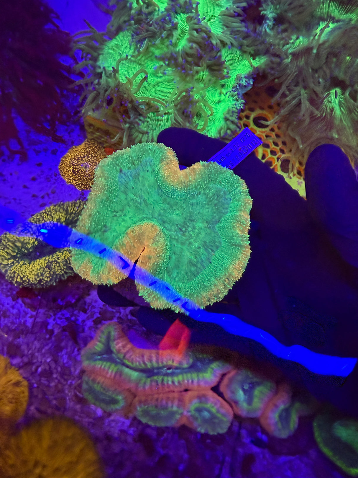 lobophyllia