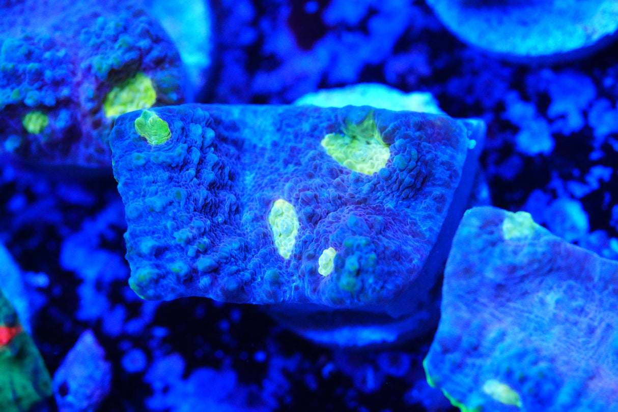 Jelly bean Chalice frags
