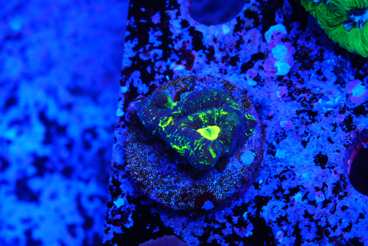 Goniastrea