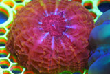 Red cynarina