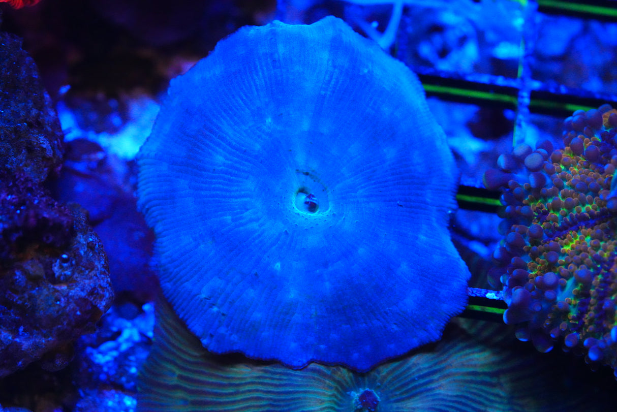 Blue Discosoma