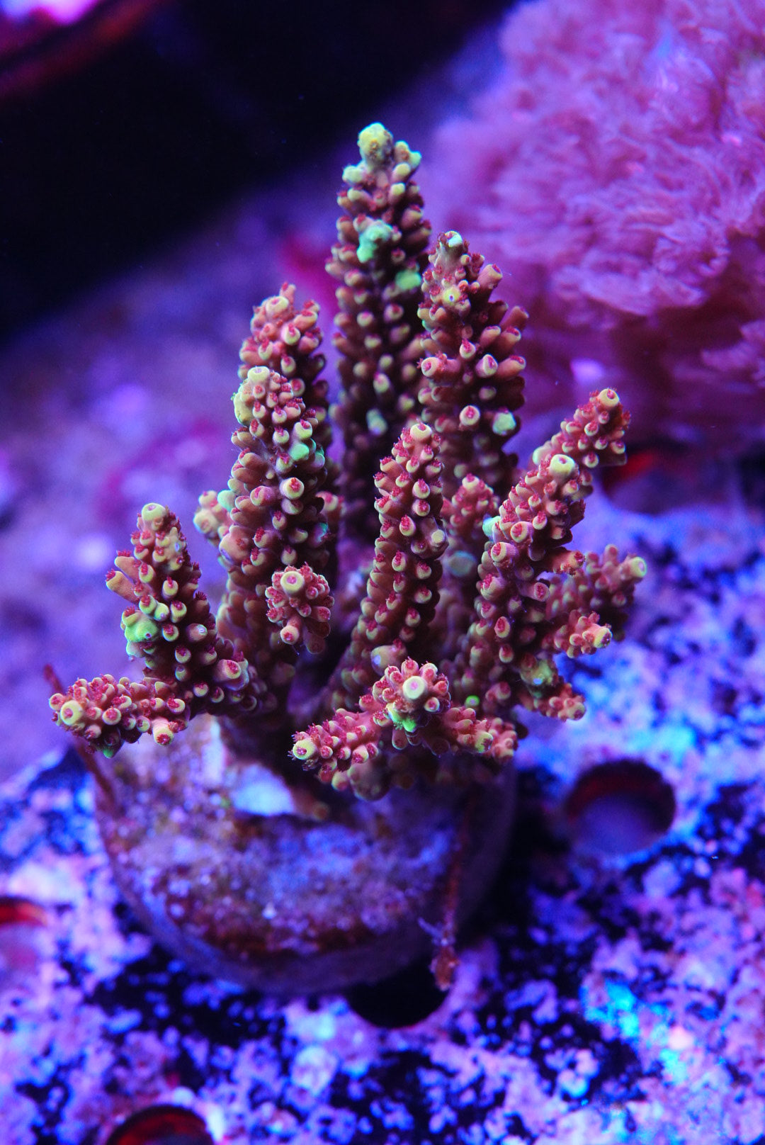 Acropora