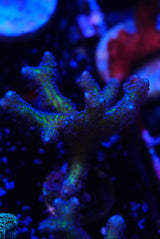 Hystrix birds nest