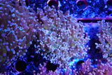 Holygrail Frogspawn