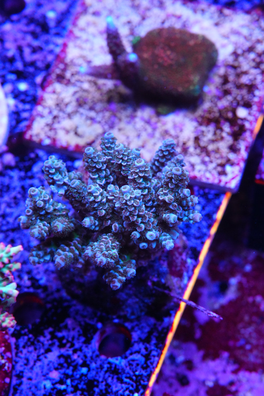 Acropora
