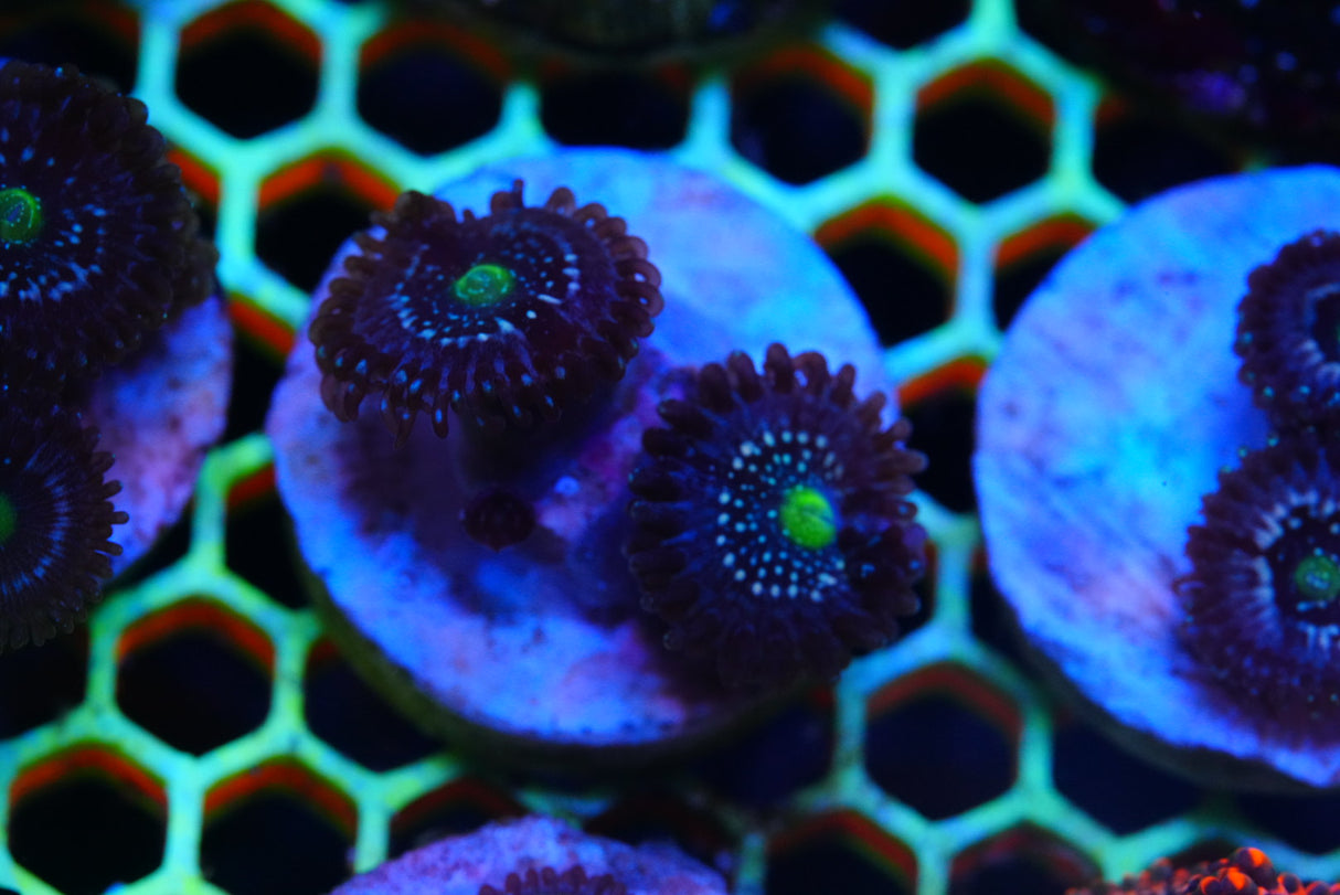 Zoa mix deal!
