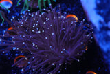 WYSIWYG Torch coral