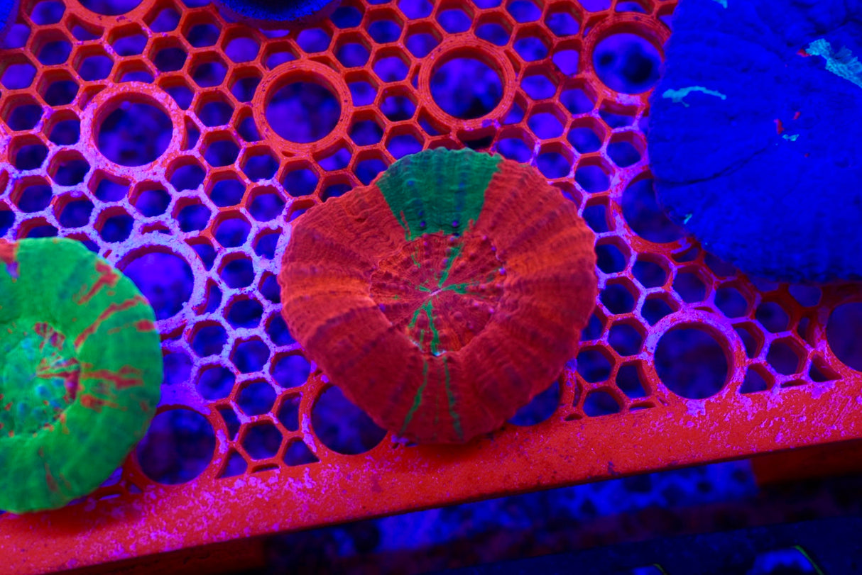 Reverse Bleeding Apple scolly