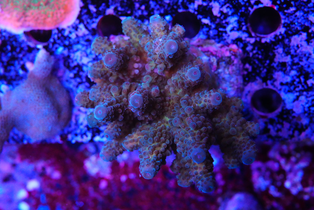 Acropora