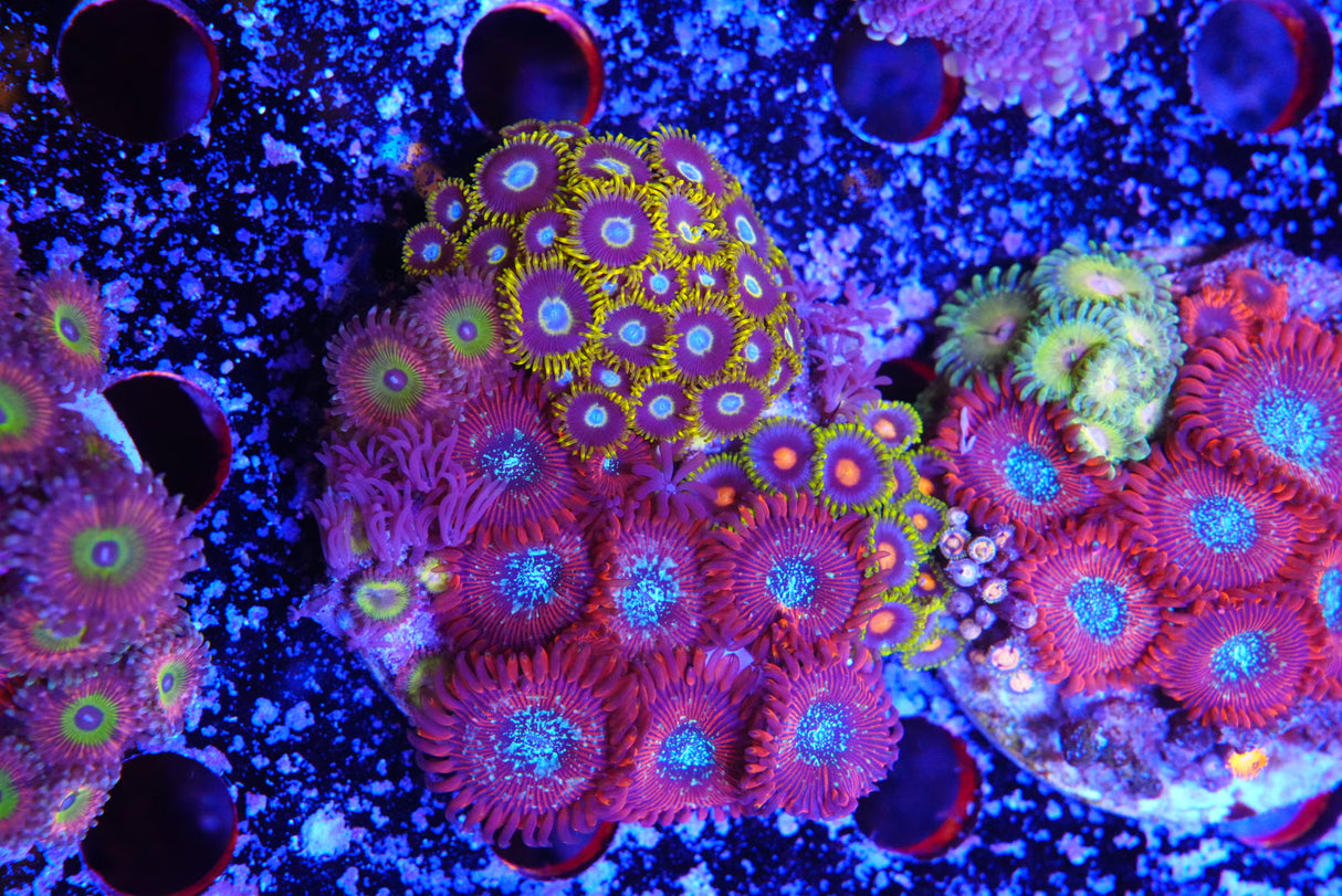 ZOA colony