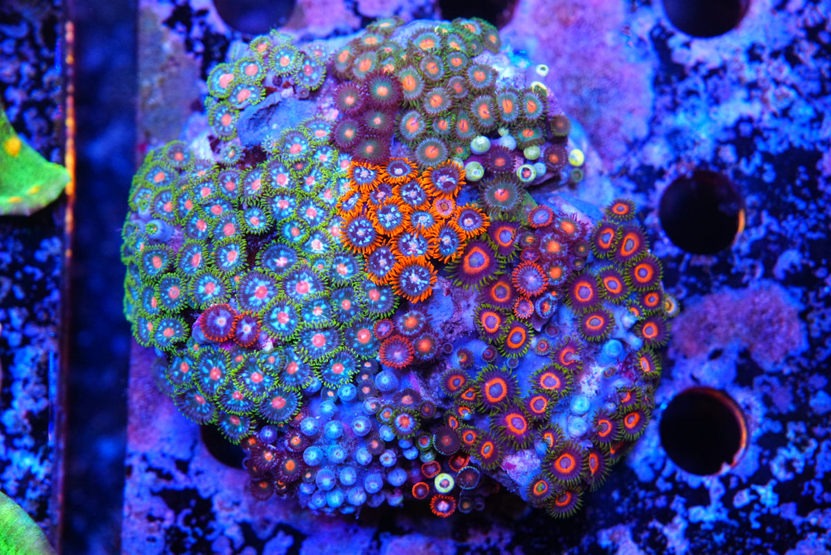 ZOA colony