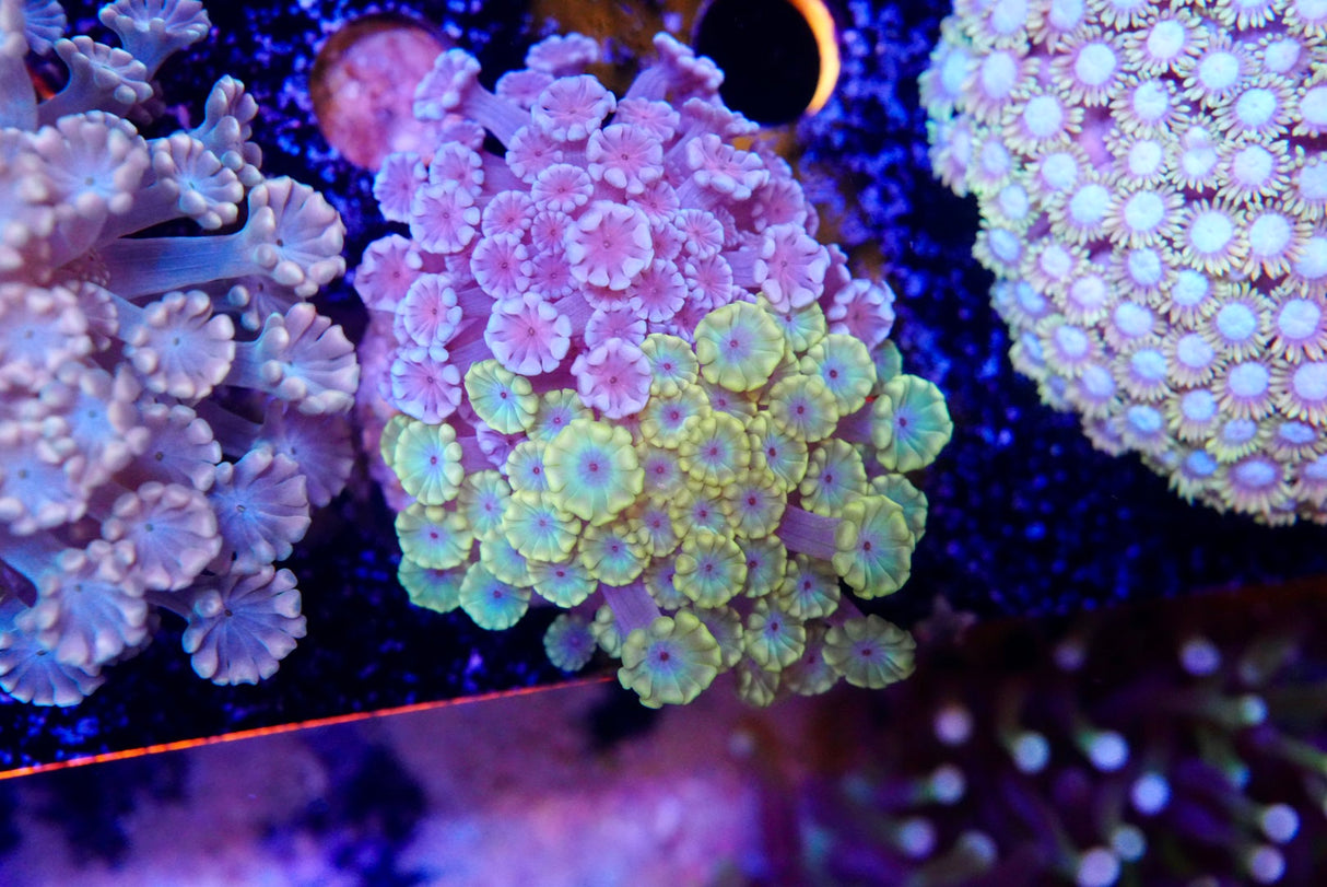 Ultra grade Alveopora
