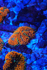 Orange Florida ricordia