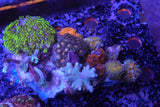 Soft coral garden