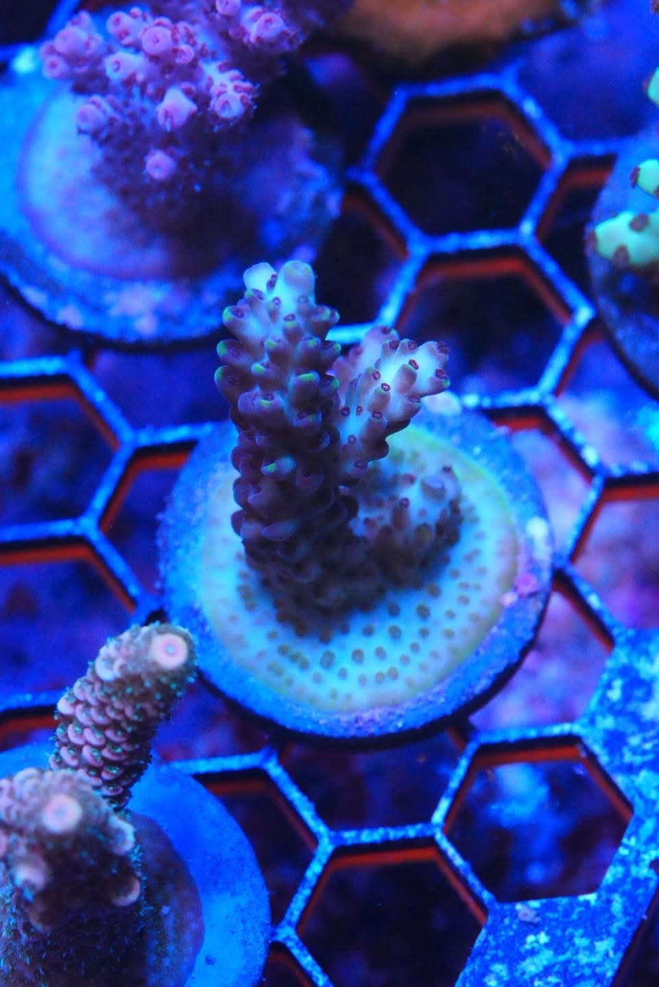 Acropora frag