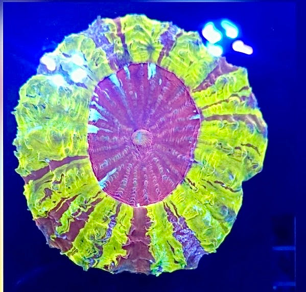 Gold Acantho