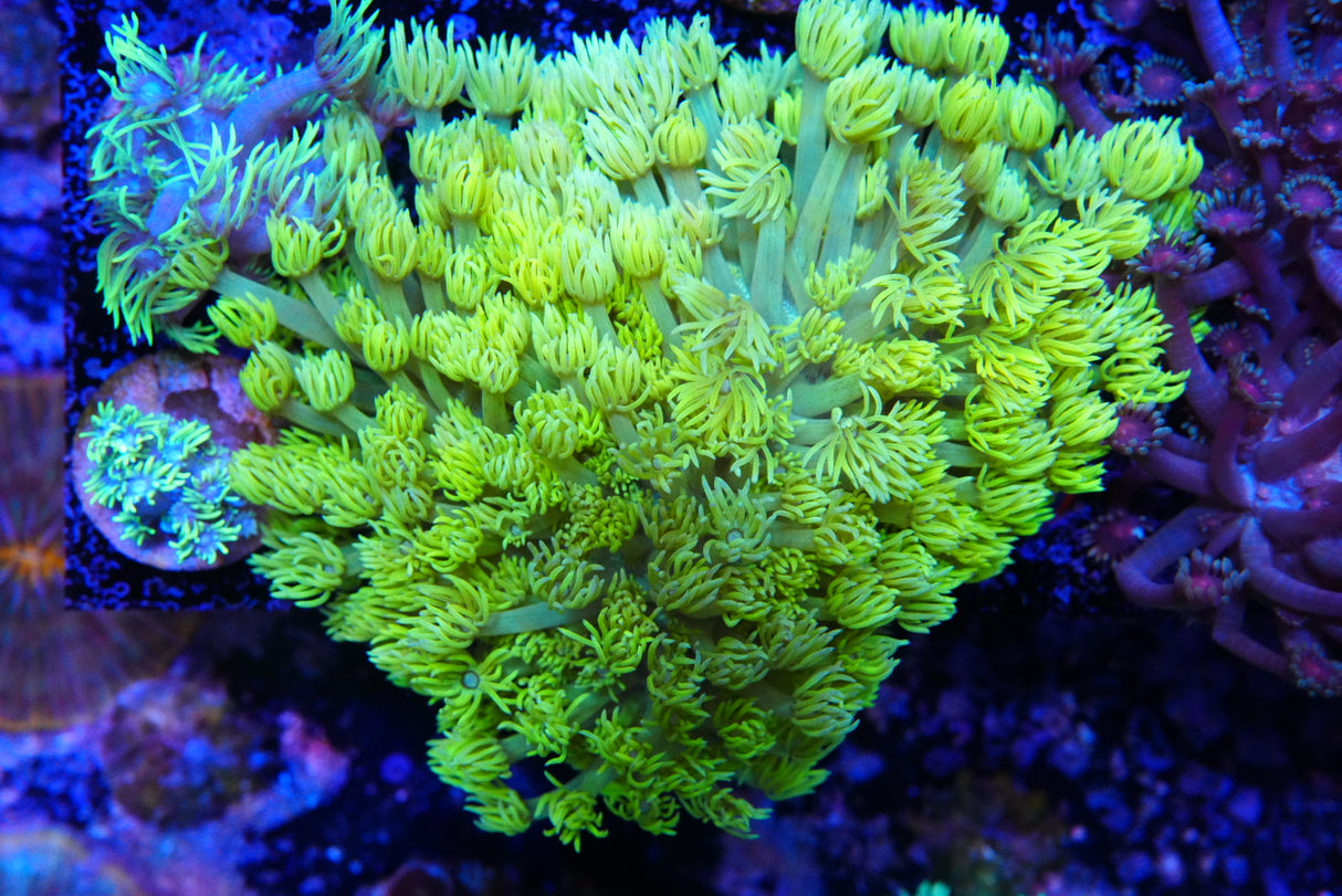 Highlither goniopora huge colony