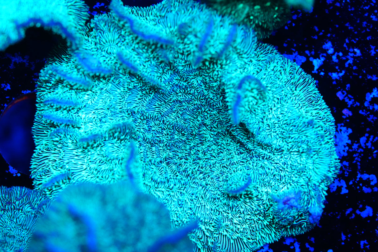 Green pavona