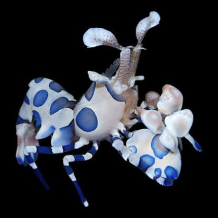 Harlequin Shrimp