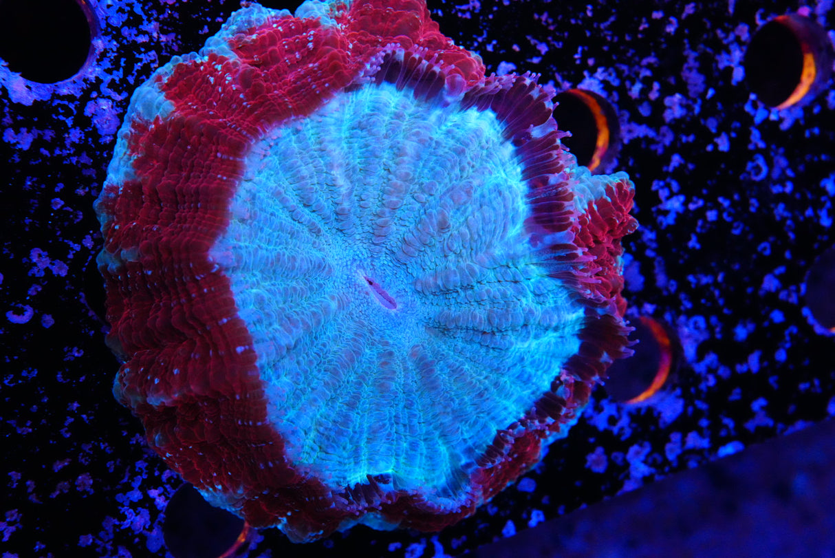 Acanthos