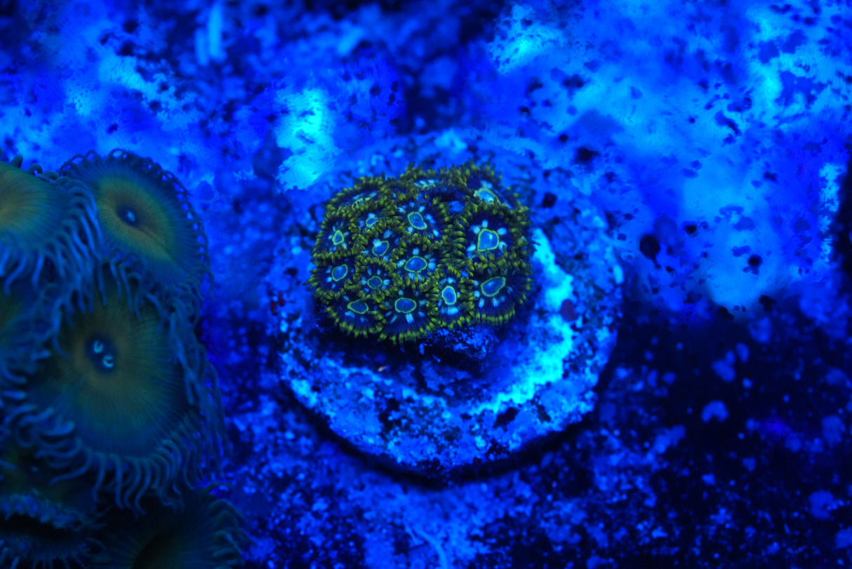 ZOA unknown