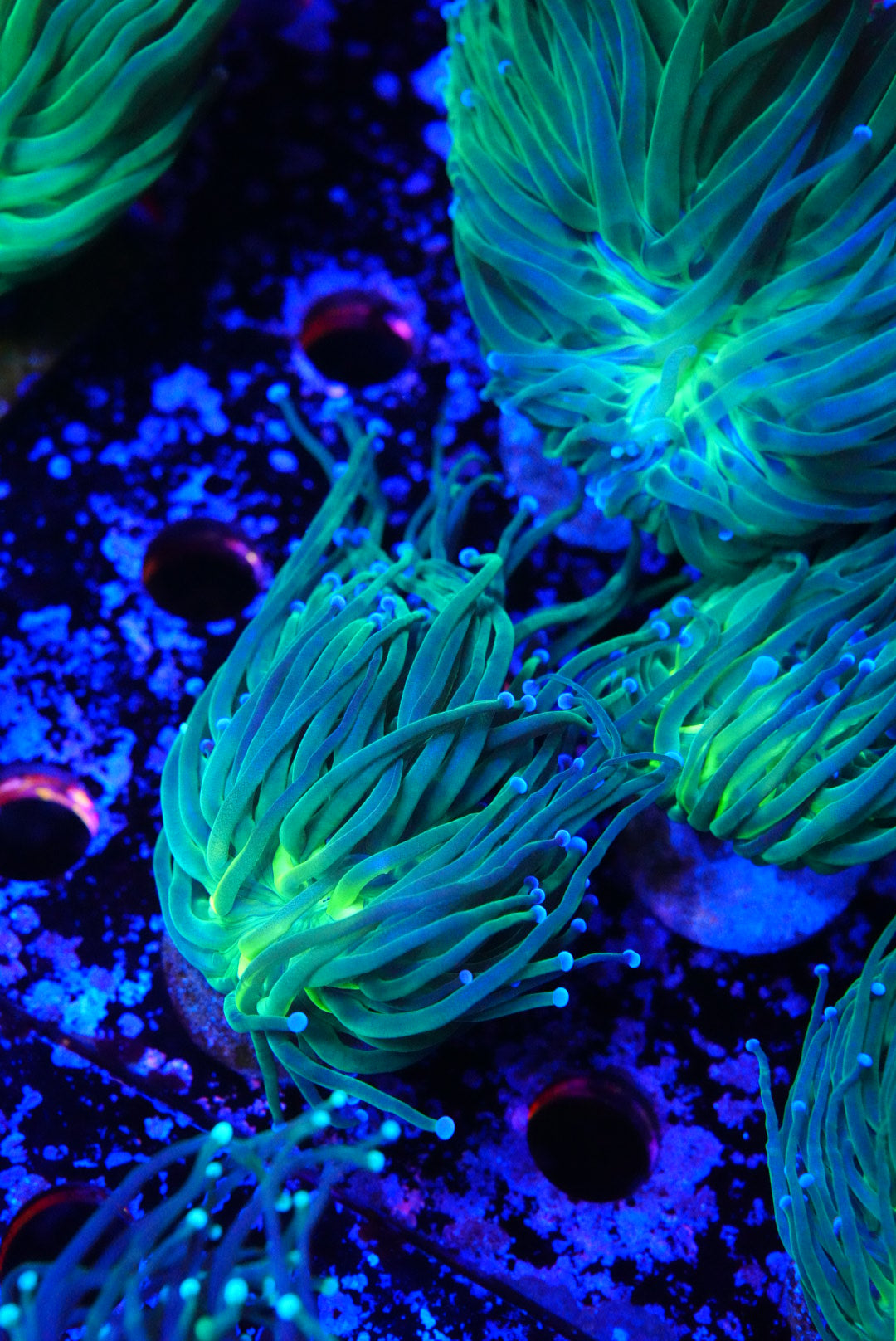 Blue tip torch