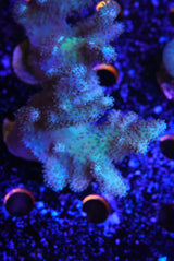 Green finger leather Coral