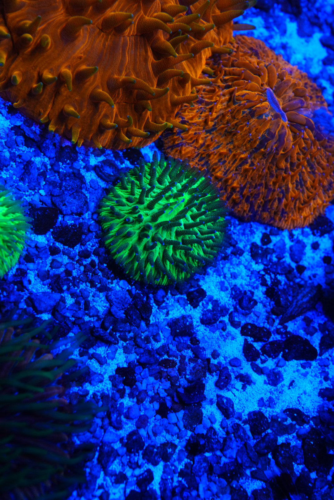 Fungia plate coral