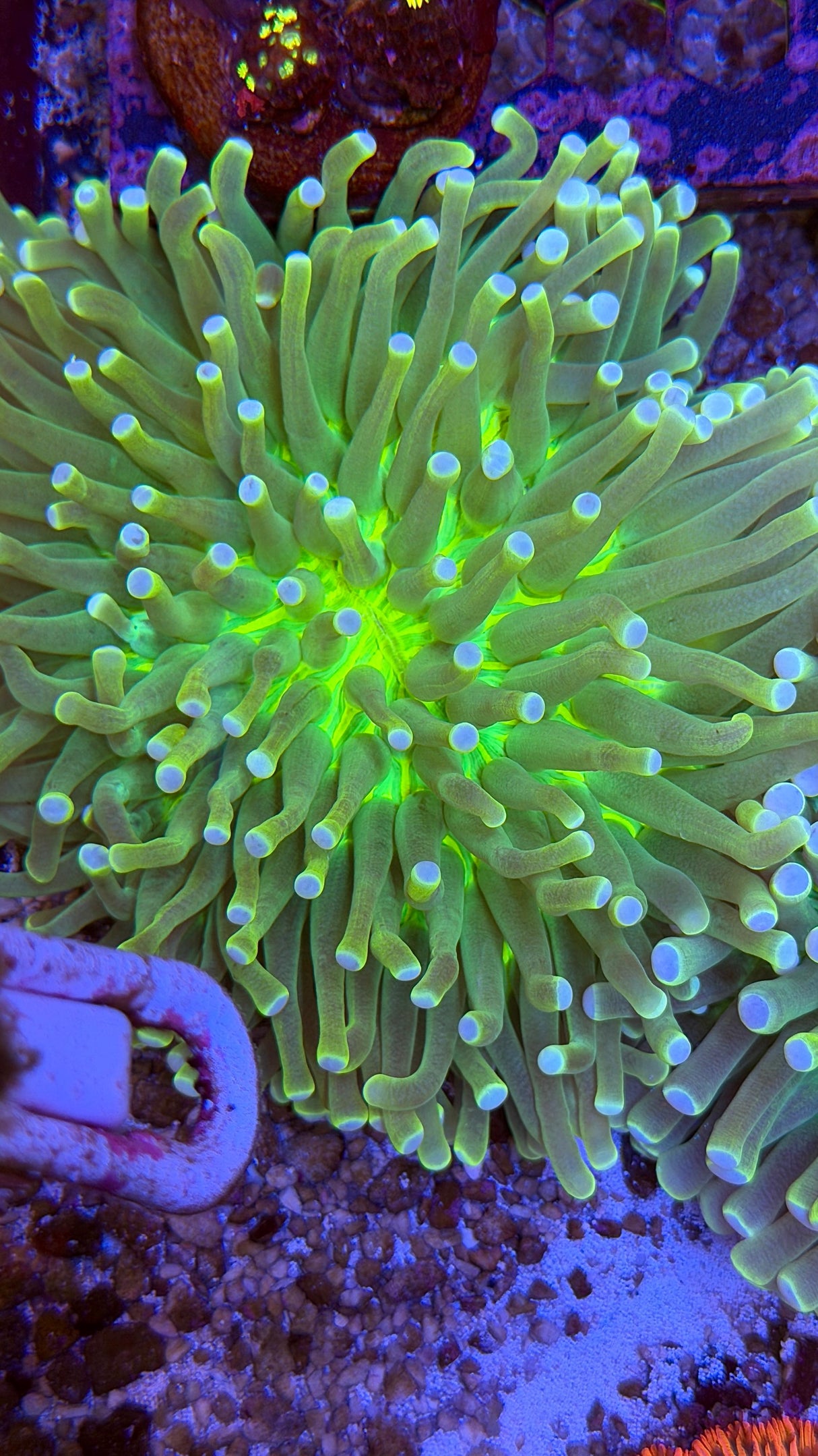 Ultra Long Fungia plate coral