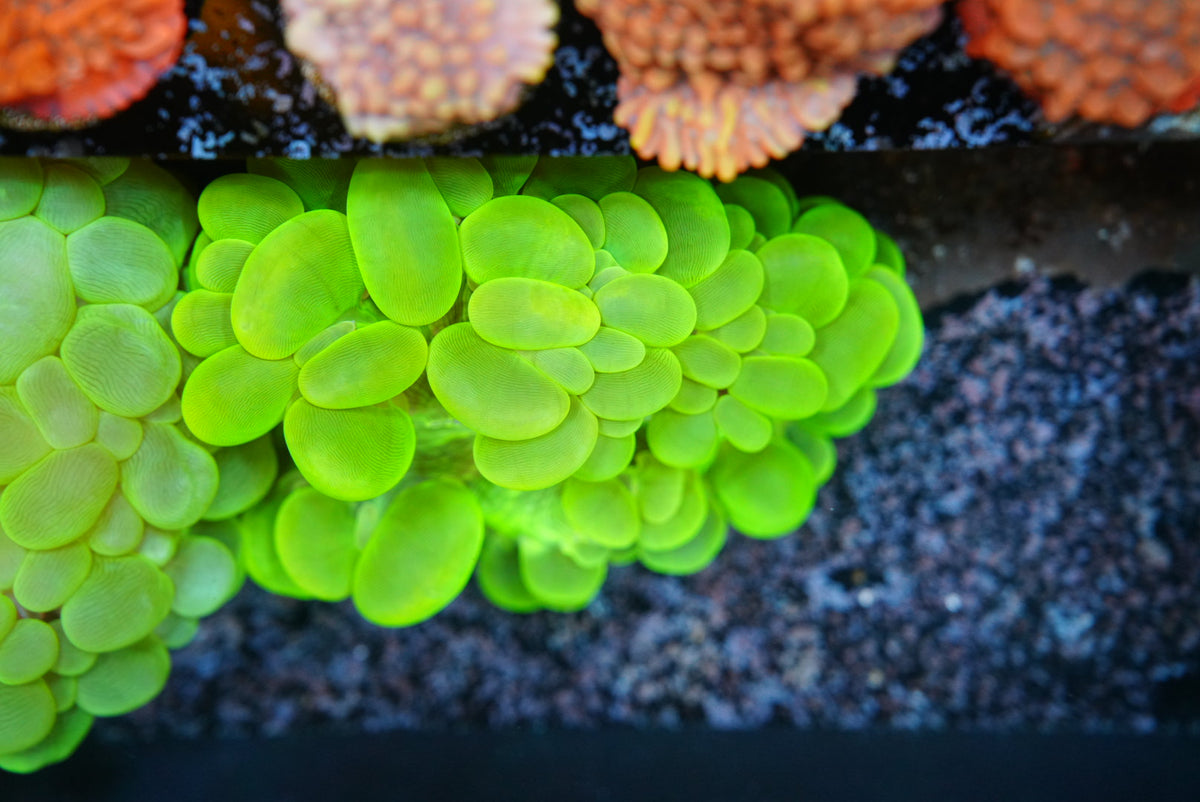 Toxic green bubble coral